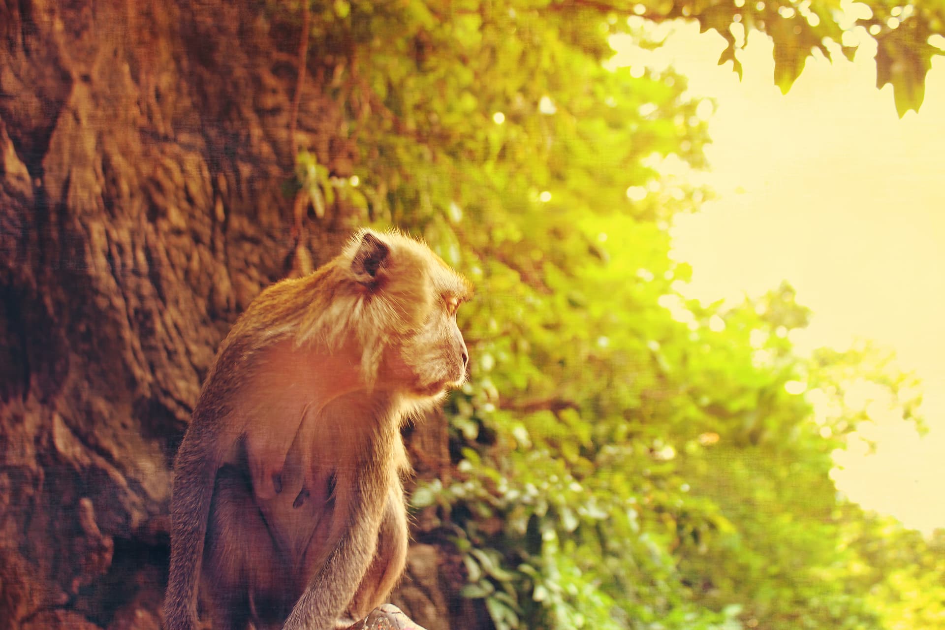 Monkey