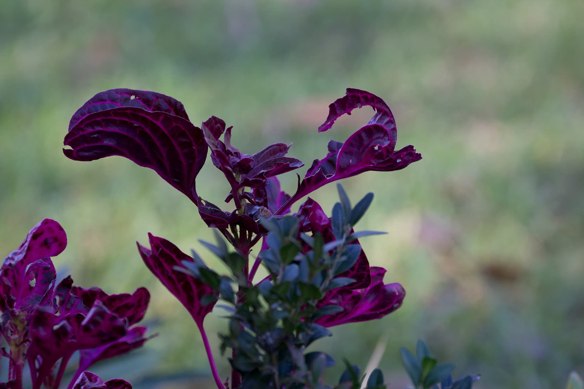 A bright purple