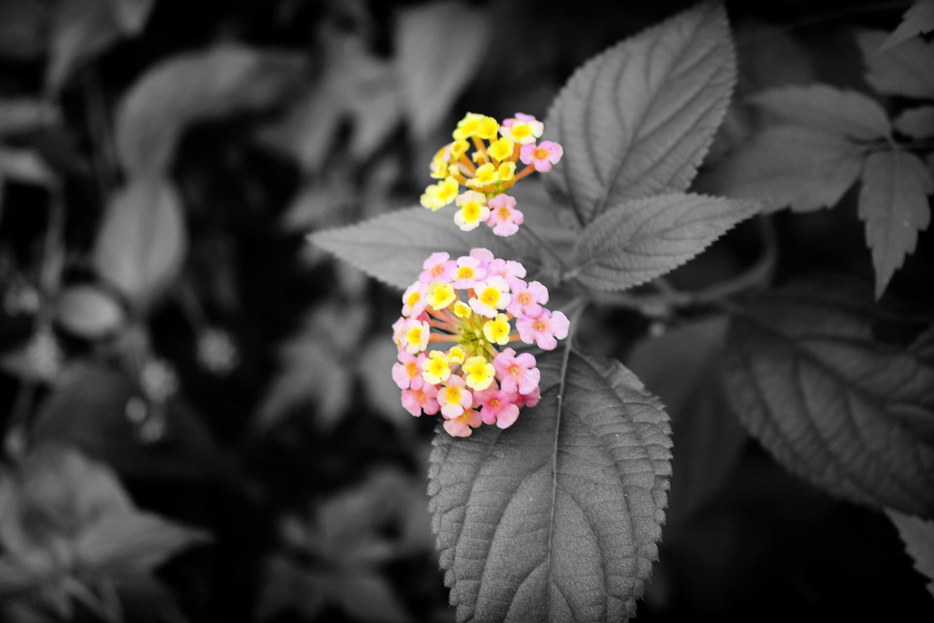 Flowers in the rough